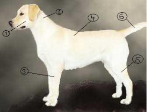 Obrázok